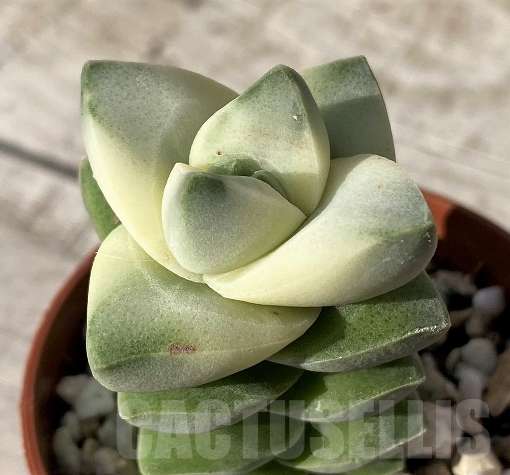 SH24567 Crassula 'Moonglow' f. variegata