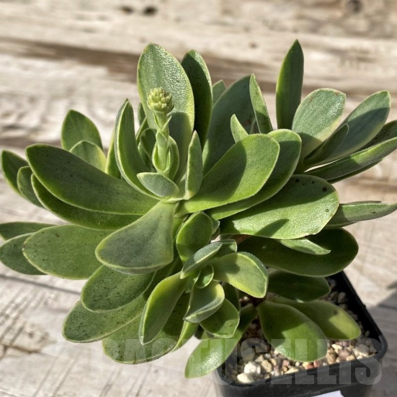 SH24568 Crassula 'Rusby' f. variegata