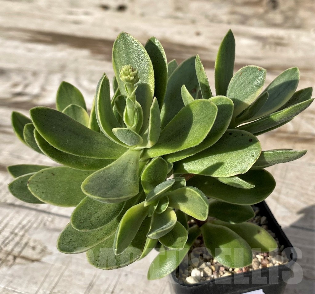 SH24568 Crassula 'Rusby' f. variegata