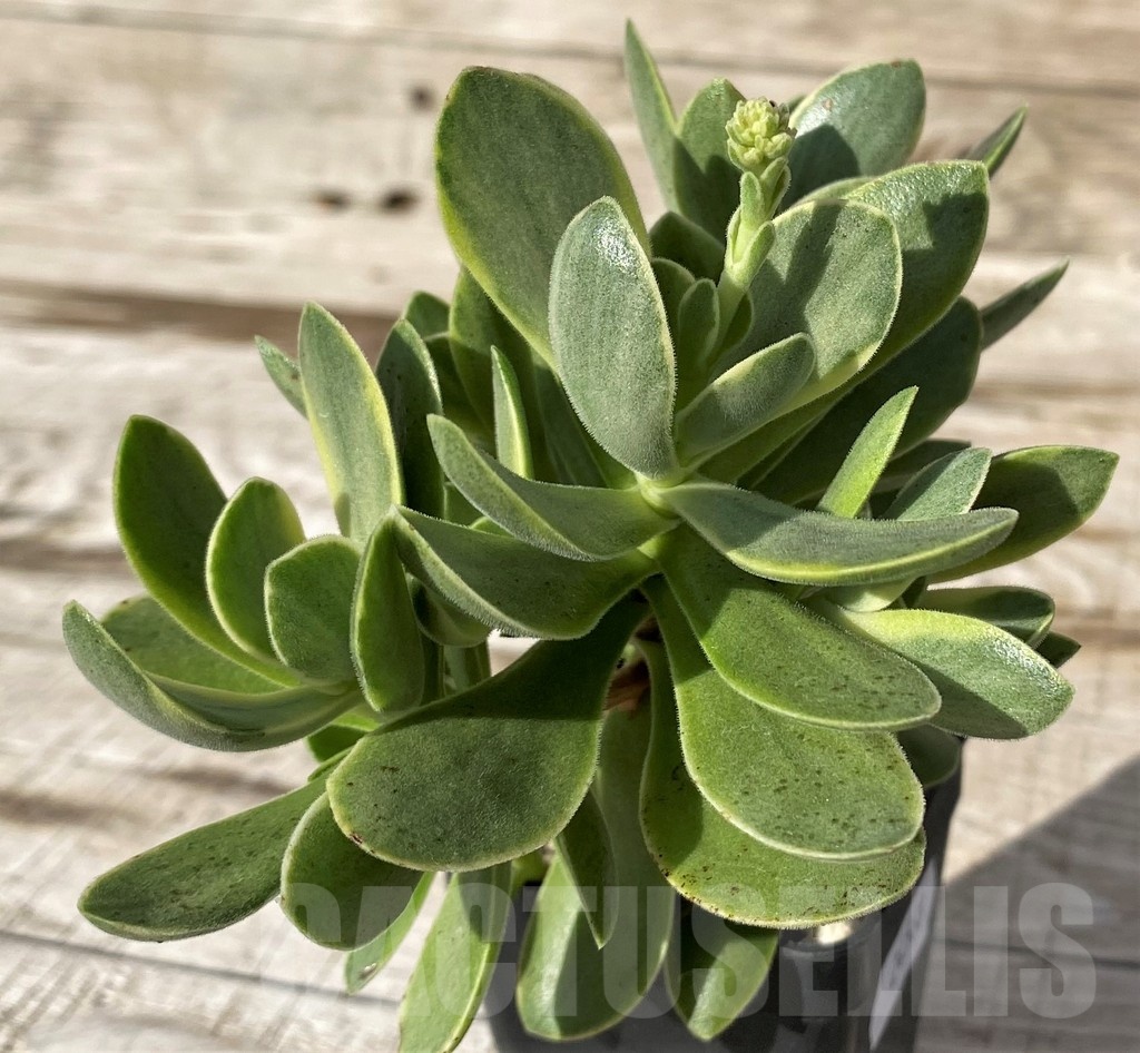 SH24568 Crassula 'Rusby' f. variegata – Image 2
