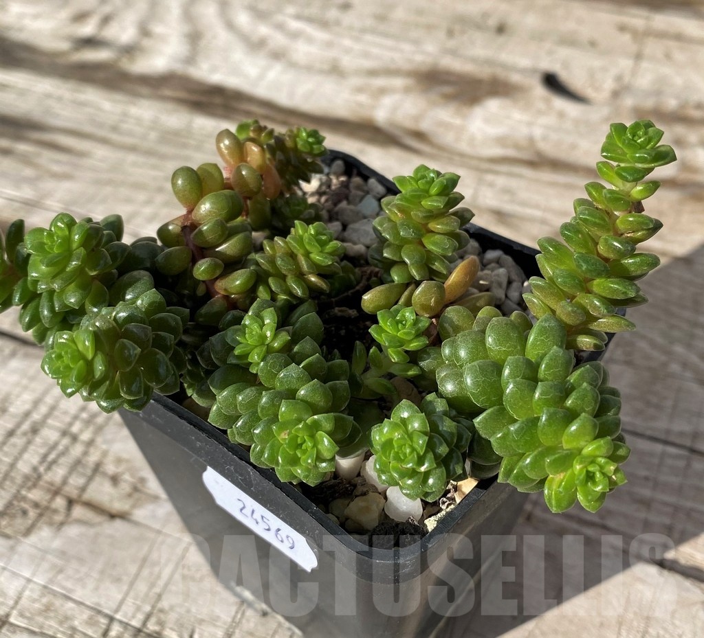 SH24569 Cremnosedum 'Little Gem' - Image 2