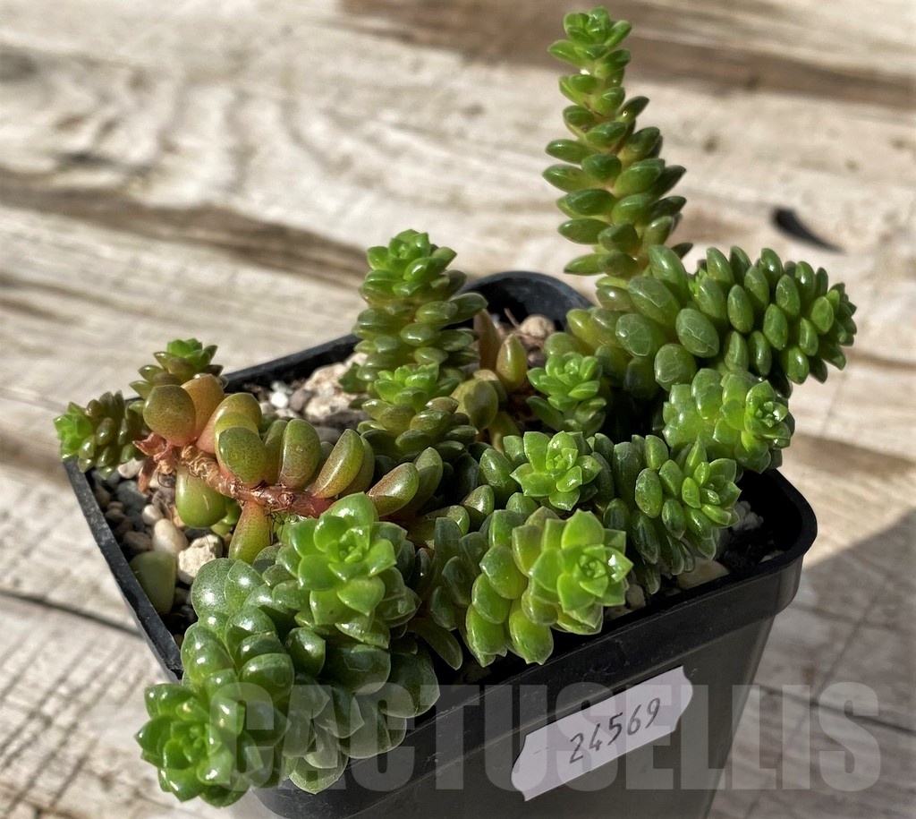 SH24569 Cremnosedum 'Little Gem' - Image 3