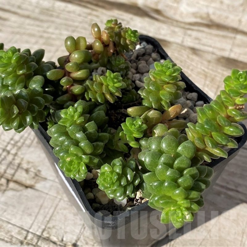 SH24569 Cremnosedum 'Little Gem'