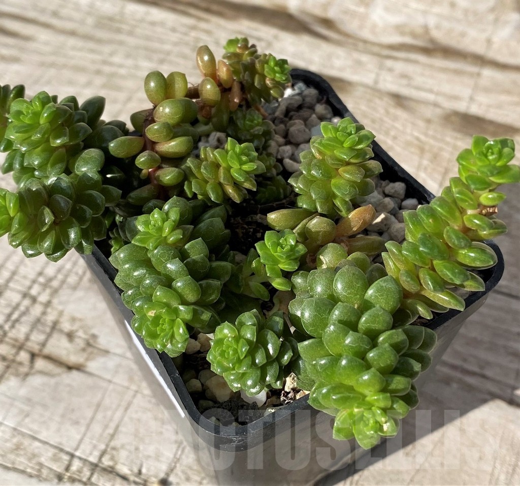 SH24569 Cremnosedum 'Little Gem'