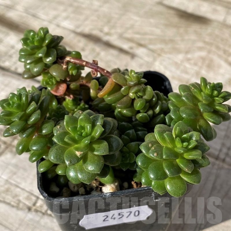 SH24570 Cremnosedum 'Little Gem'