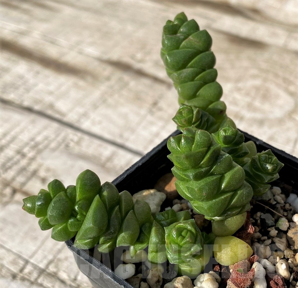 SH24571 Crassula columella - Image 2