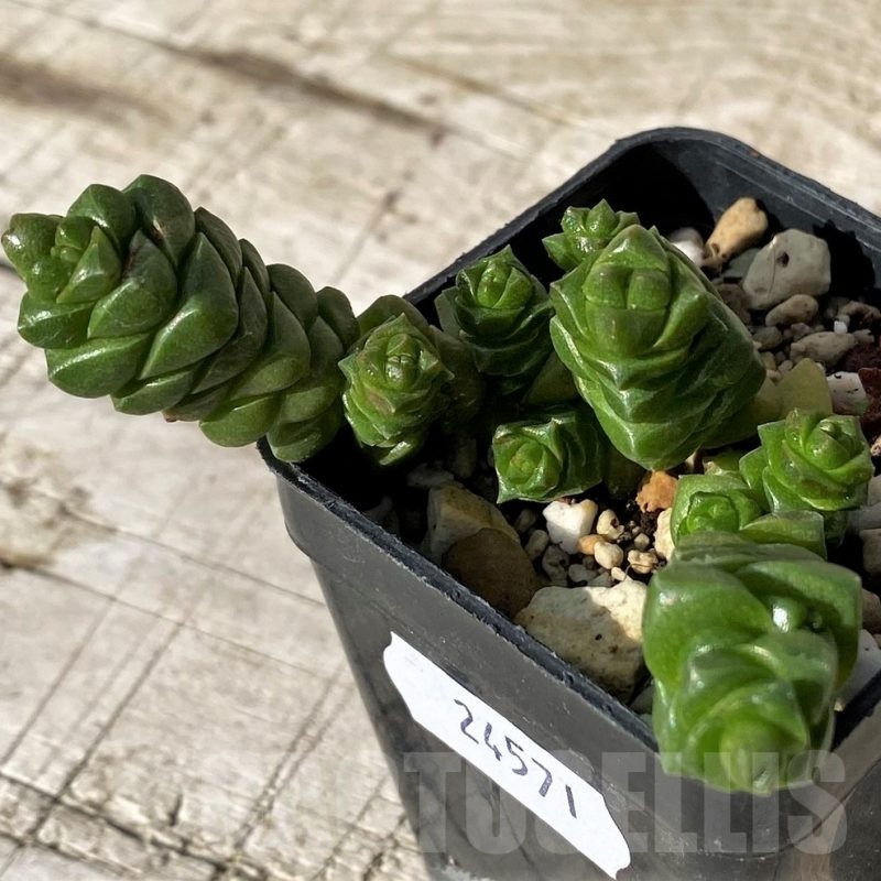 SH24571 Crassula columella