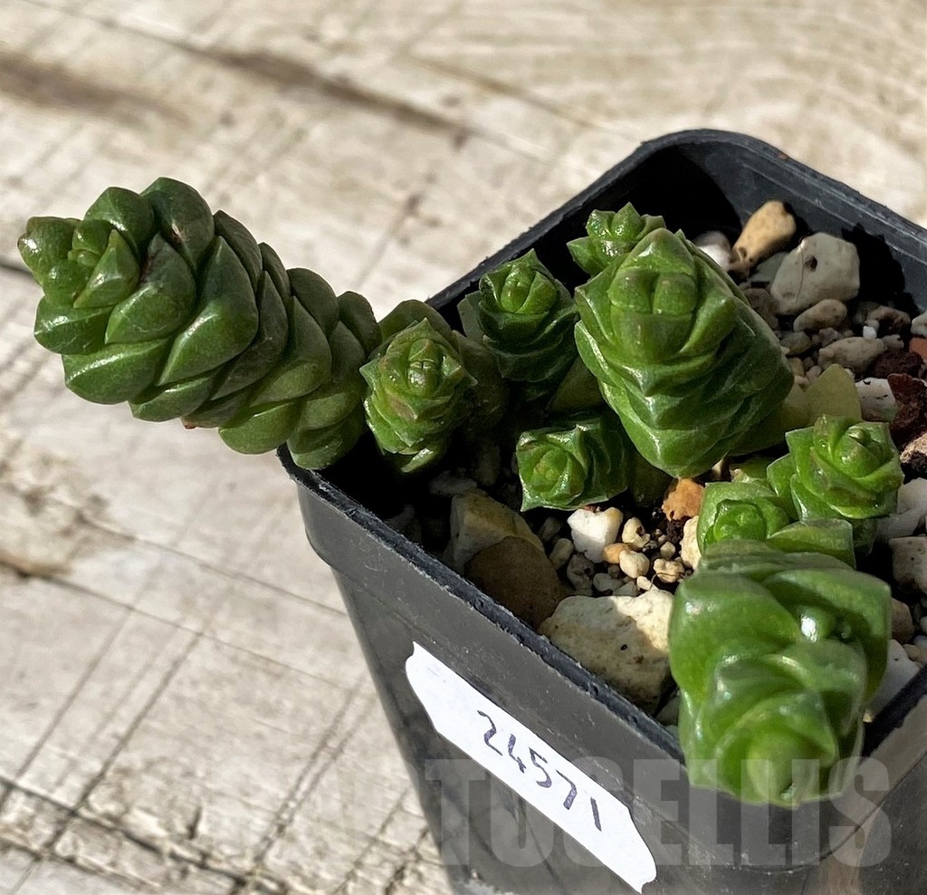 SH24571 Crassula columella