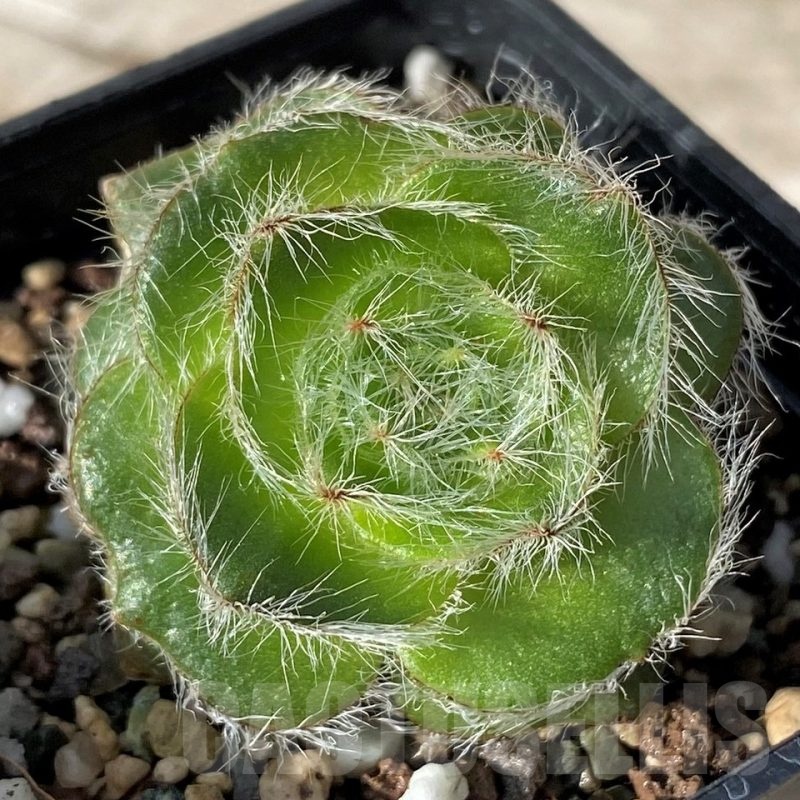 SH24572 Crassula barbata