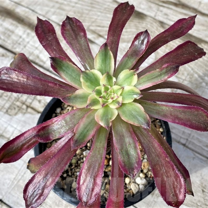 SH24555 Aeonium 'Mardi Gras'