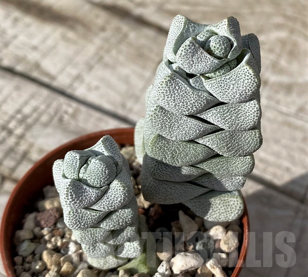 SH24573 Crassula deceptor - Image 2
