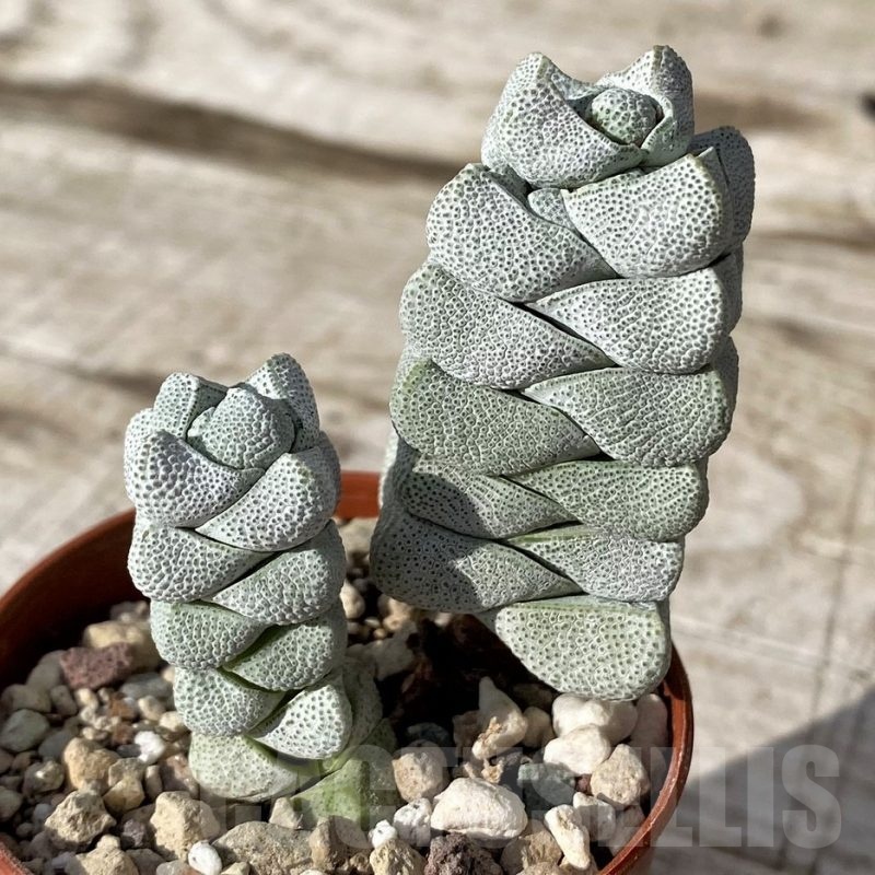 SH24573 Crassula deceptor
