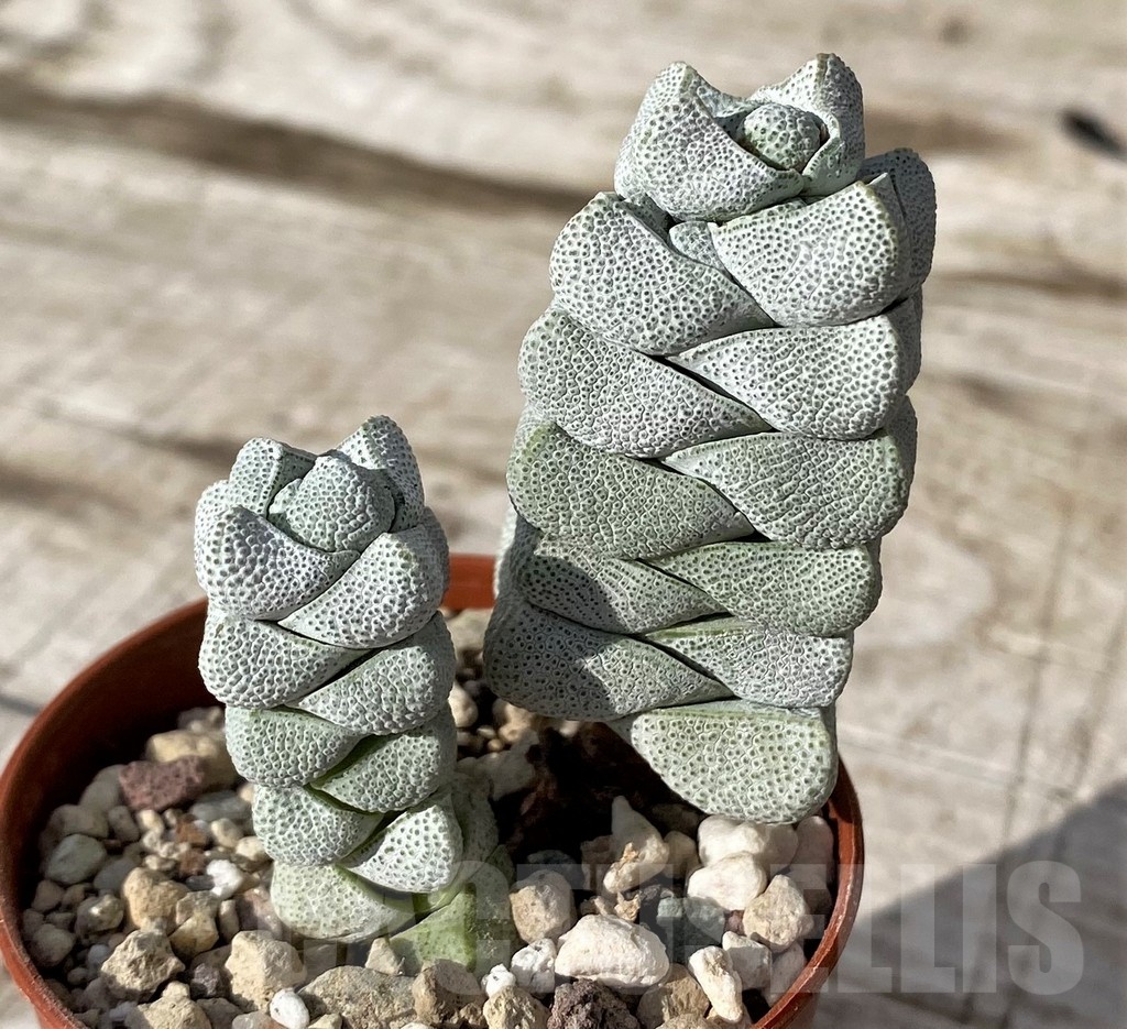 SH24573 Crassula deceptor