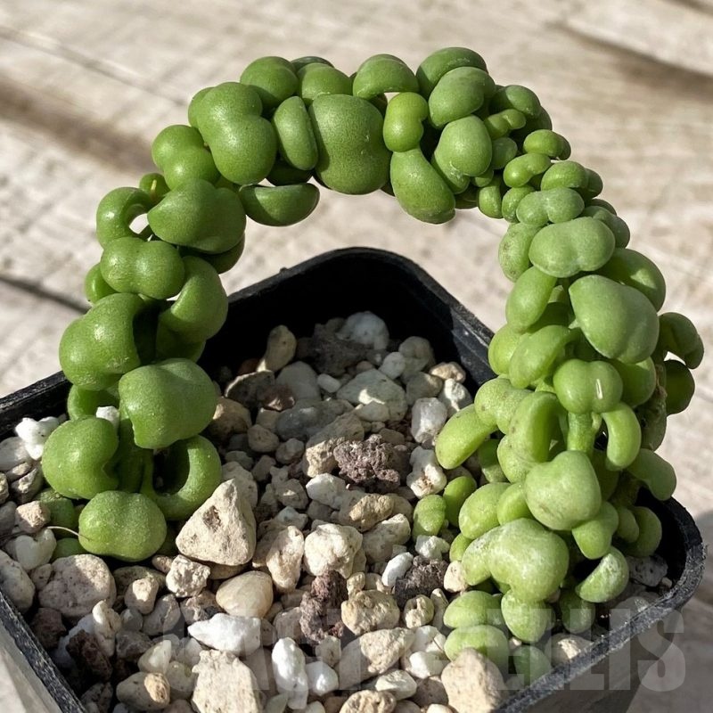 SH24574 Dischidia nummularia 'Dragon Jade'