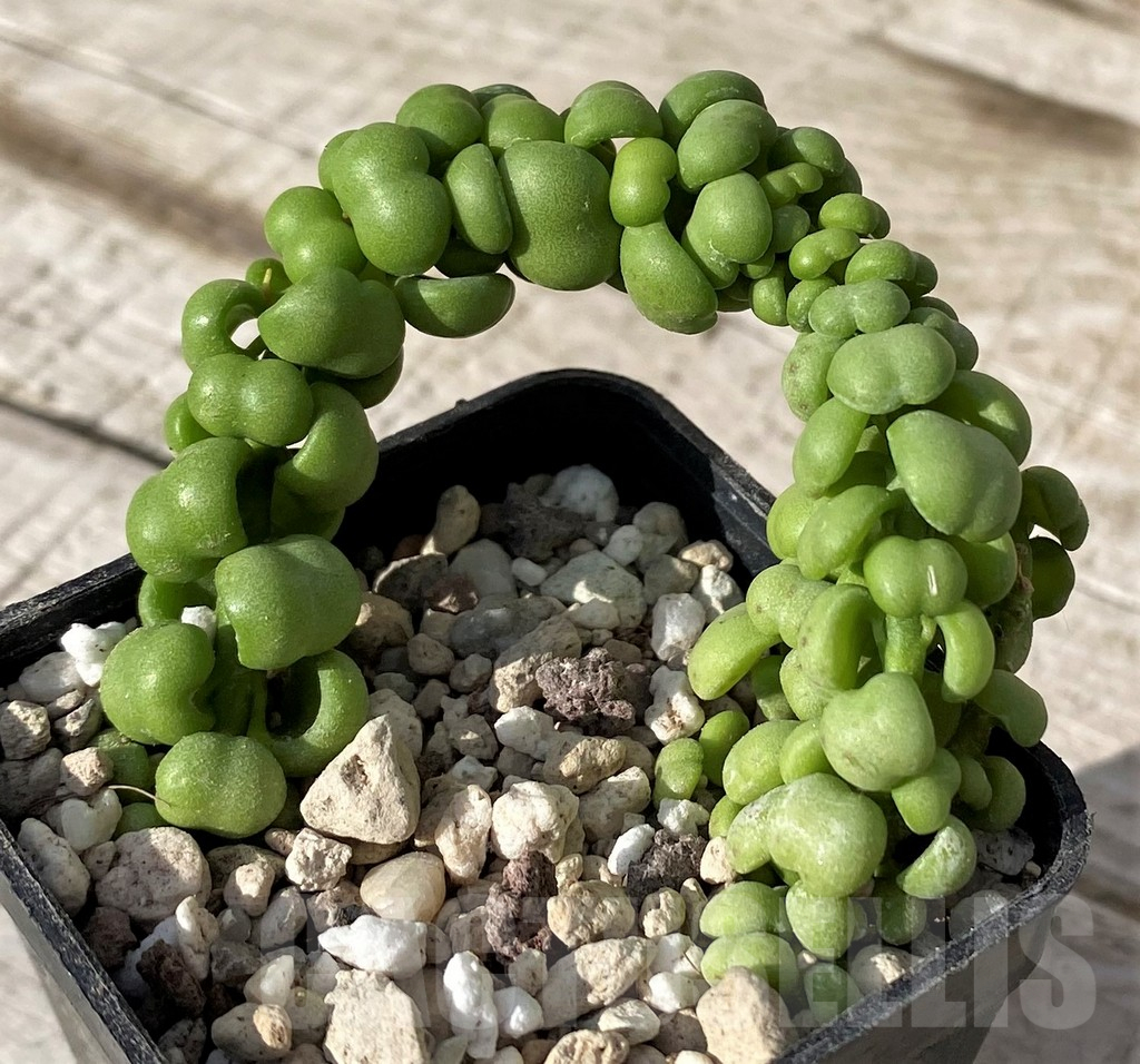 SH24574 Dischidia nummularia 'Dragon Jade'