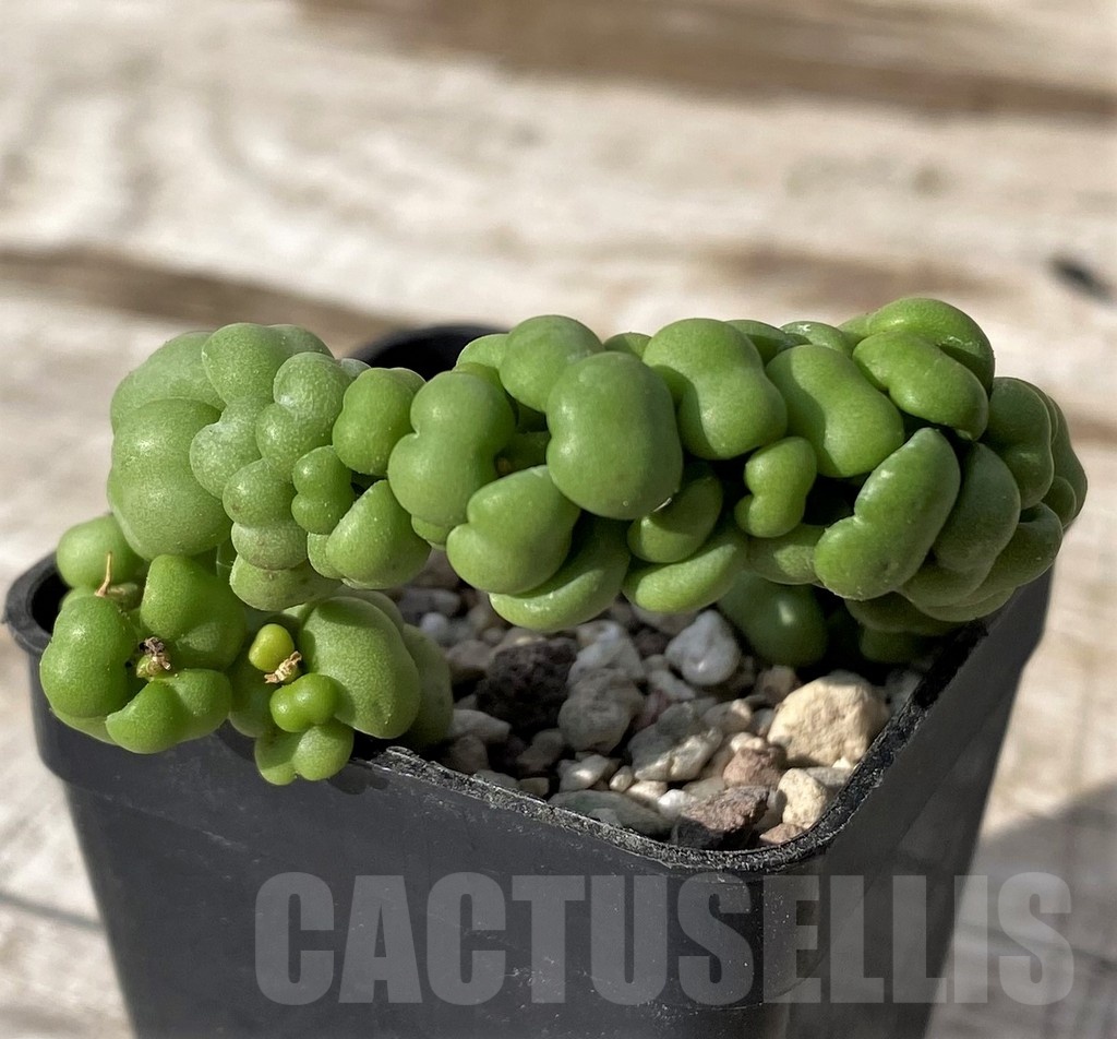 SH24574 Dischidia nummularia 'Dragon Jade' - Image 3