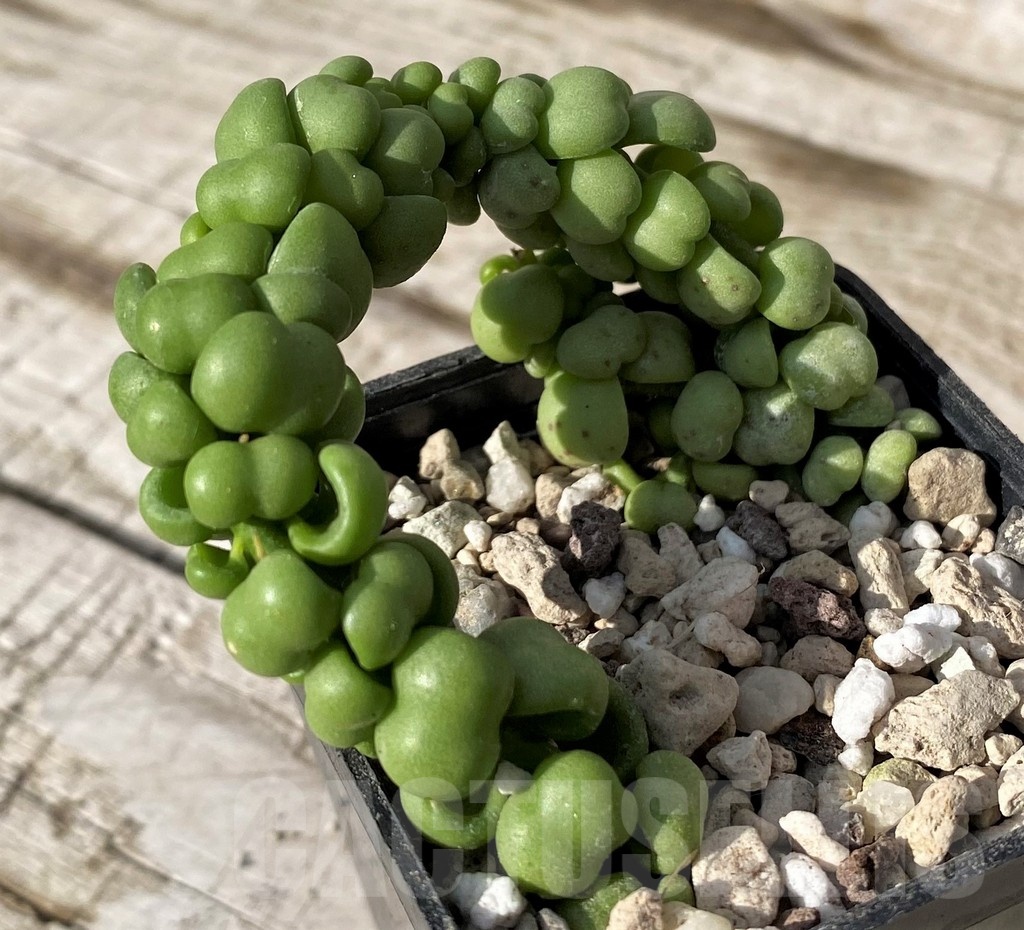 SH24574 Dischidia nummularia 'Dragon Jade' - Image 2