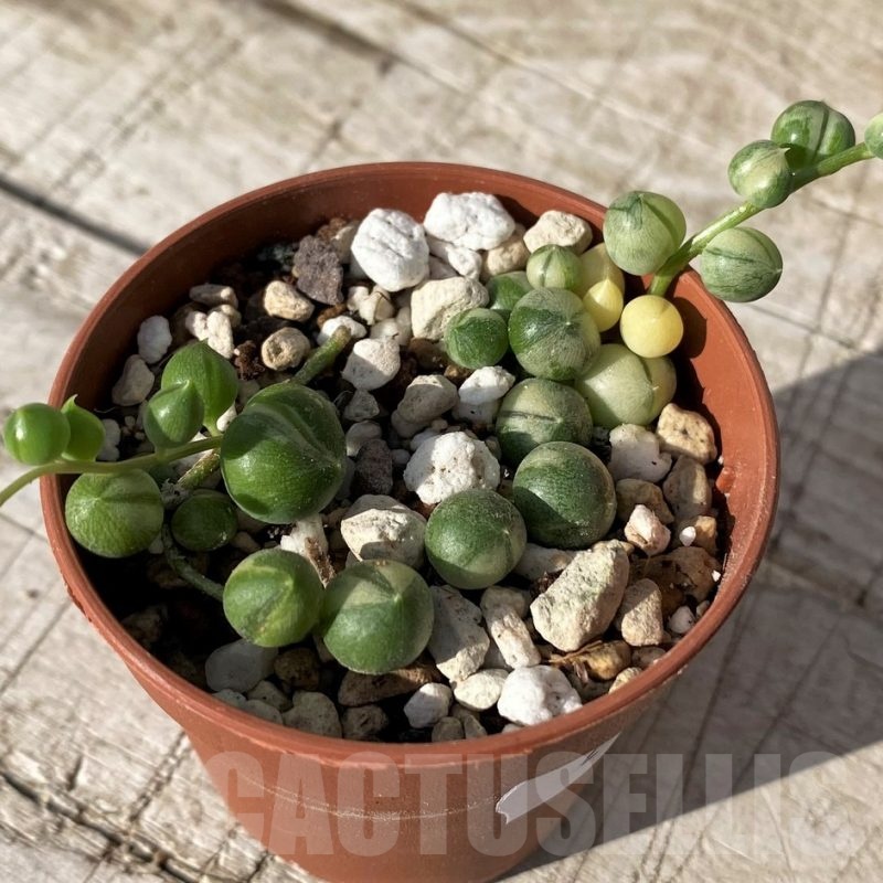 SH24575 Senecio rowleyanus f. variegata