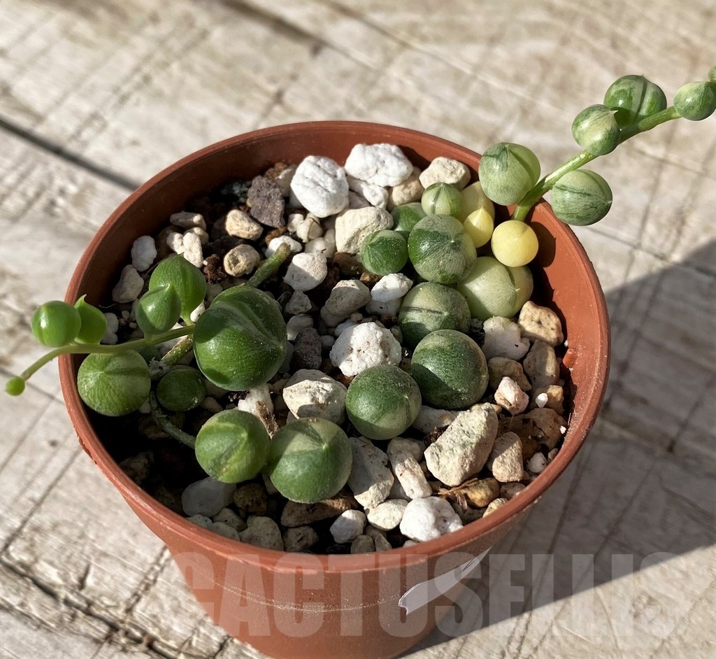 SH24575 Senecio rowleyanus f. variegata