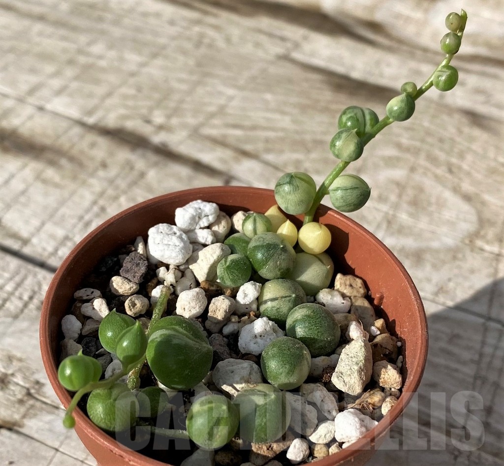 SH24575 Senecio rowleyanus f. variegata - Image 2