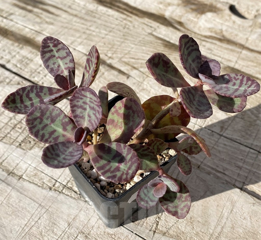 SH24576 Kalanchoe marmorata 'Leopard' - Image 2