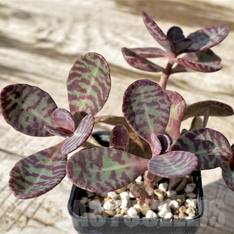 SH24576 Kalanchoe marmorata 'Leopard'
