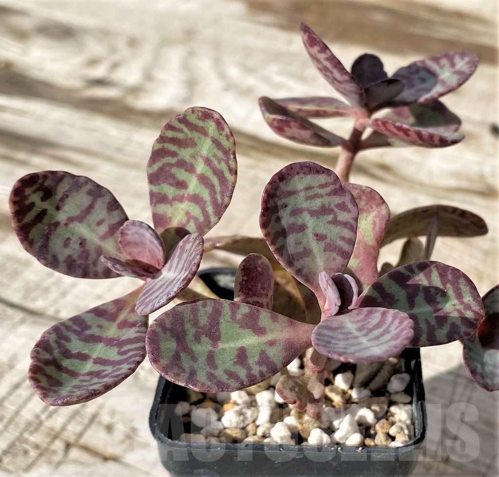 SH24576 Kalanchoe marmorata 'Leopard'