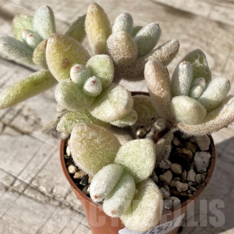 SH24577 Kalanchoe eriophylla