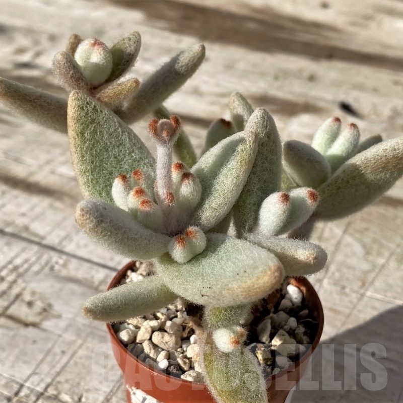 SH24578 Kalanchoe eriophylla