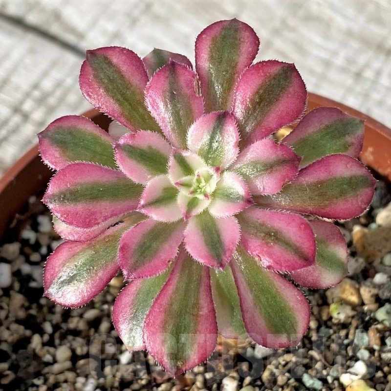 SH24556 Aeonium 'Red Sunny'