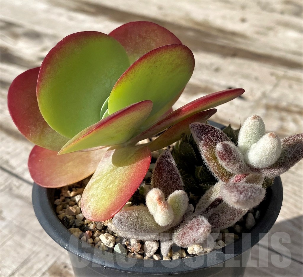 SH24579 Kalanchoe thyrsiflora , Kalanchoe eriophylla - Image 3