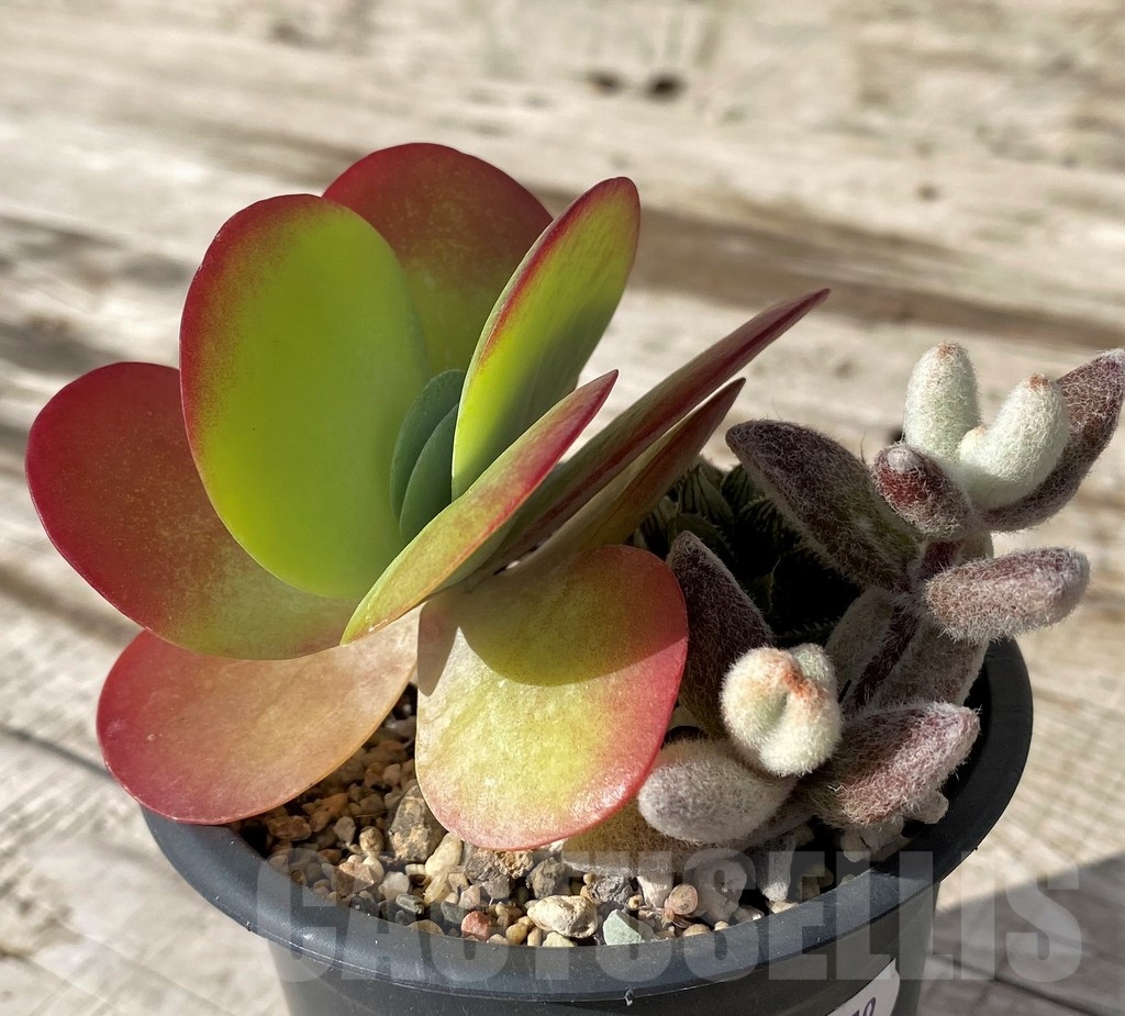 SH24579 Kalanchoe thyrsiflora , Kalanchoe eriophylla - Image 2