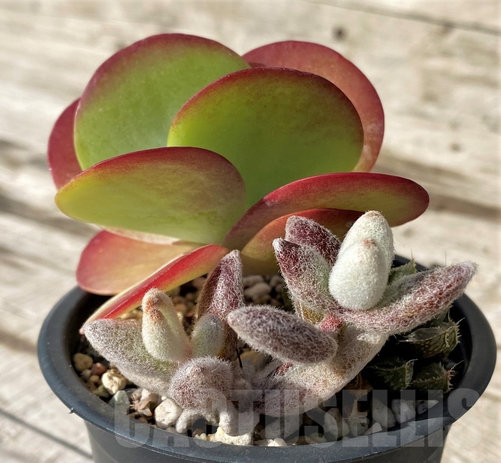 SH24579 Kalanchoe thyrsiflora , Kalanchoe eriophylla