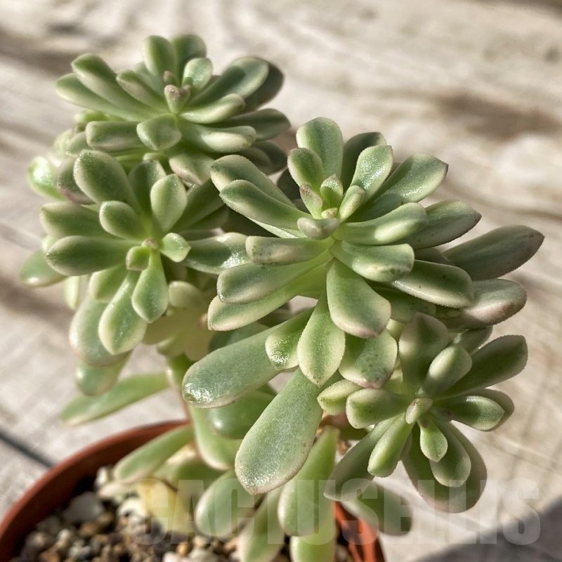 SH24580 Sedum ‘Joyce Tulloch’ f. variegata