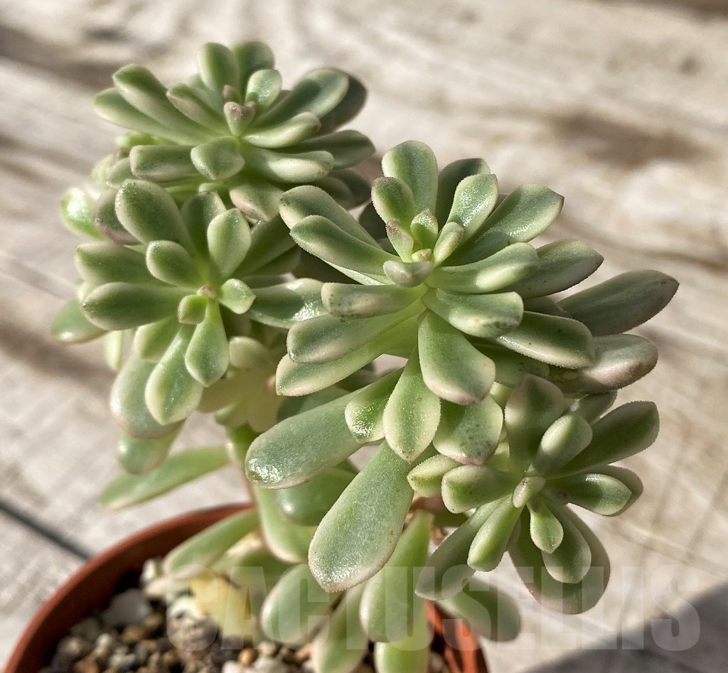 SH24580 Sedum ‘Joyce Tulloch’ f. variegata
