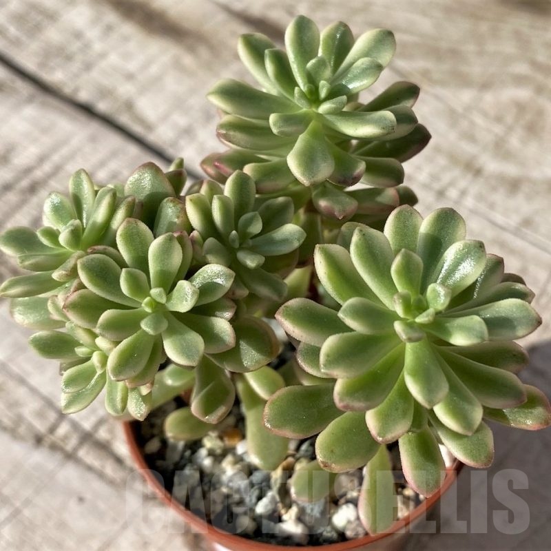 SH24581 Sedum ‘Joyce Tulloch’ f. variegata