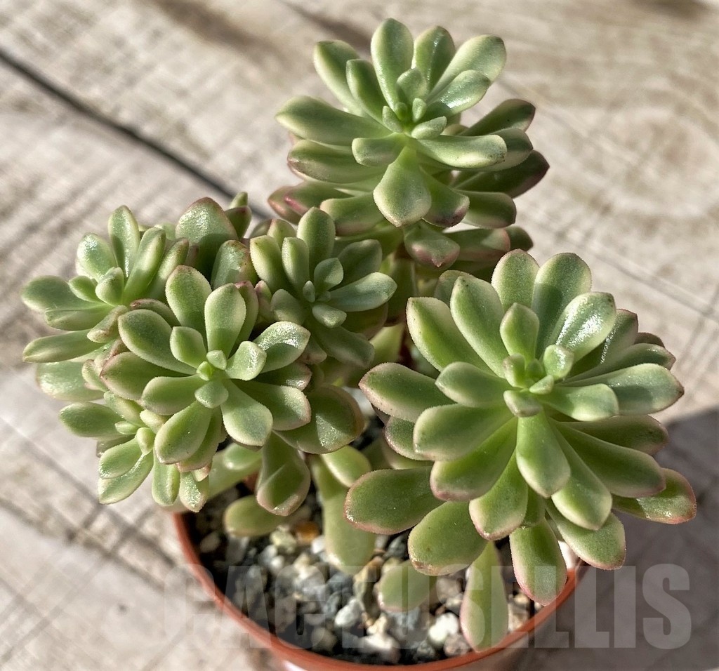 SH24581 Sedum ‘Joyce Tulloch’ f. variegata