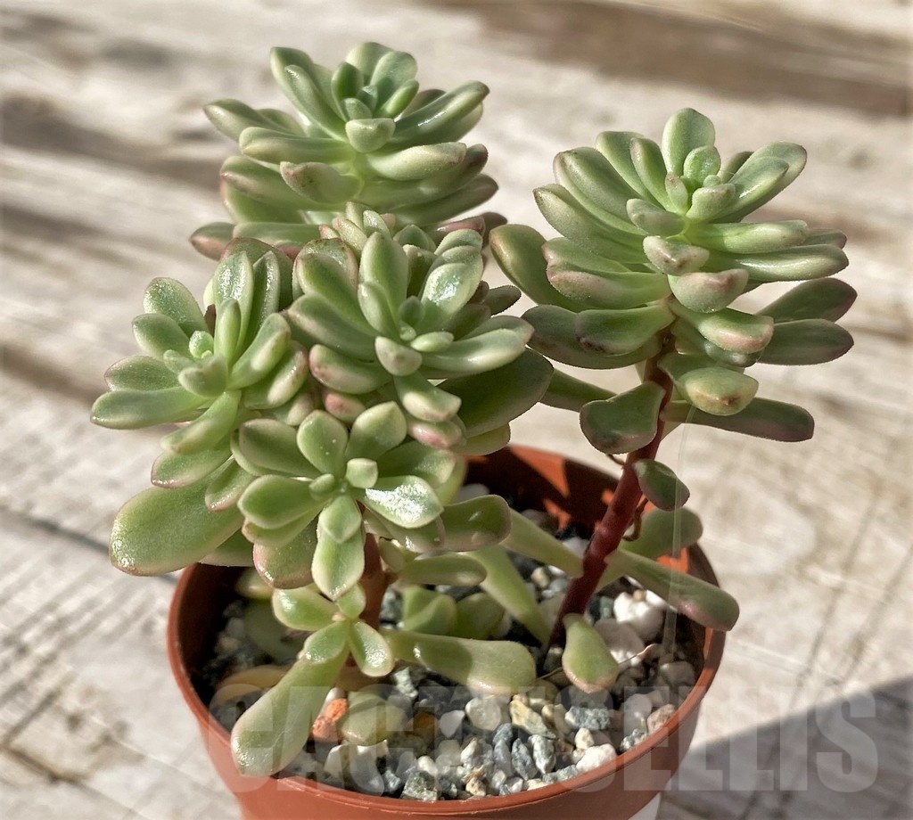 SH24581 Sedum ‘Joyce Tulloch’ f. variegata - Image 2