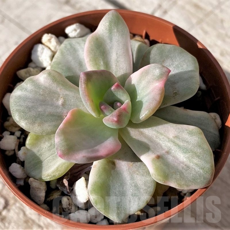 SH24582 Graptoveria 'Mrs. Richards'