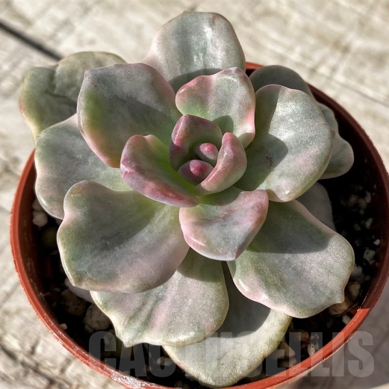 SH24583 Graptoveria 'Mrs. Richards'