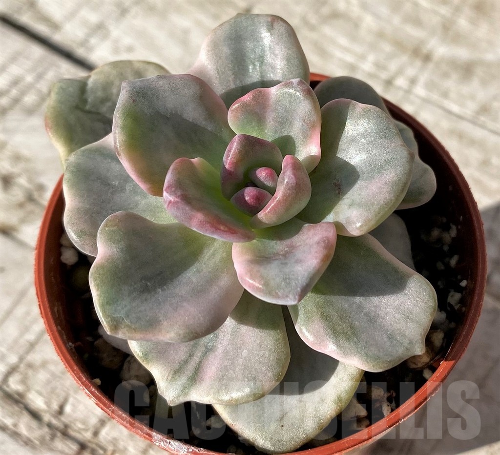 SH24583 Graptoveria 'Mrs. Richards'