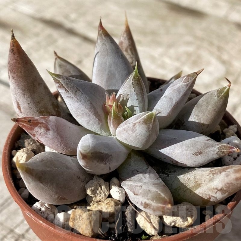 SH24584 Echeveria tolimanensis