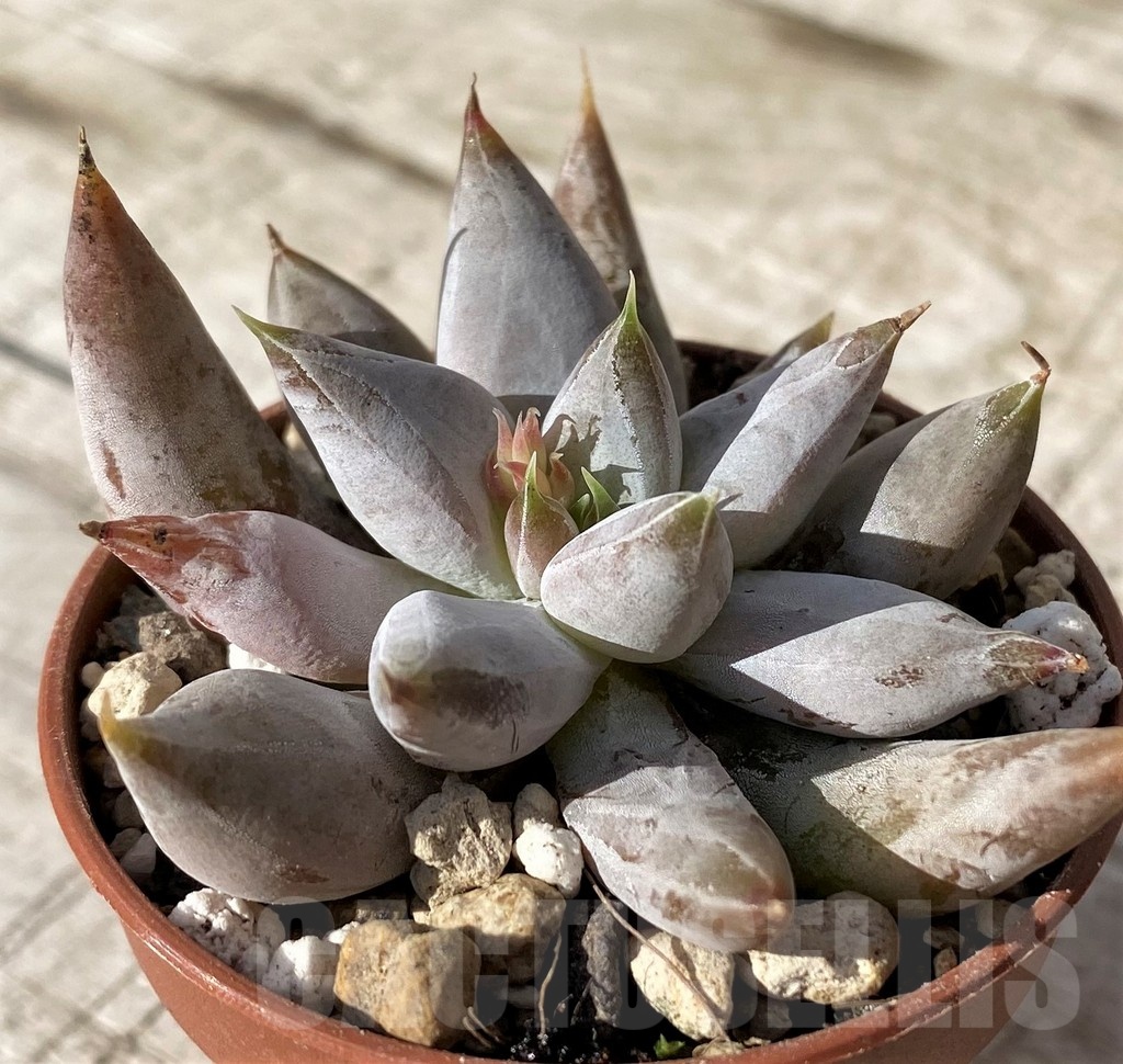 SH24584 Echeveria tolimanensis