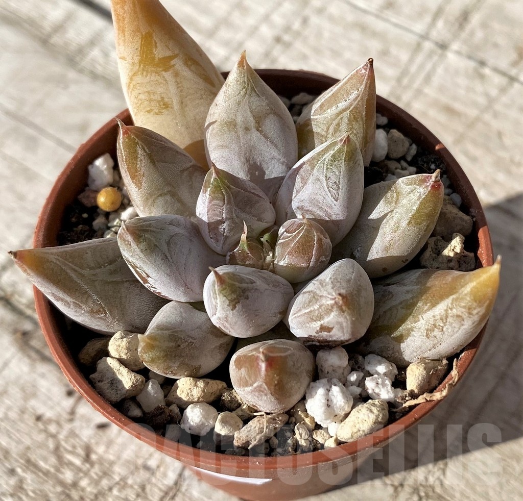 SH24585 Echeveria tolimanensis - immagine 2