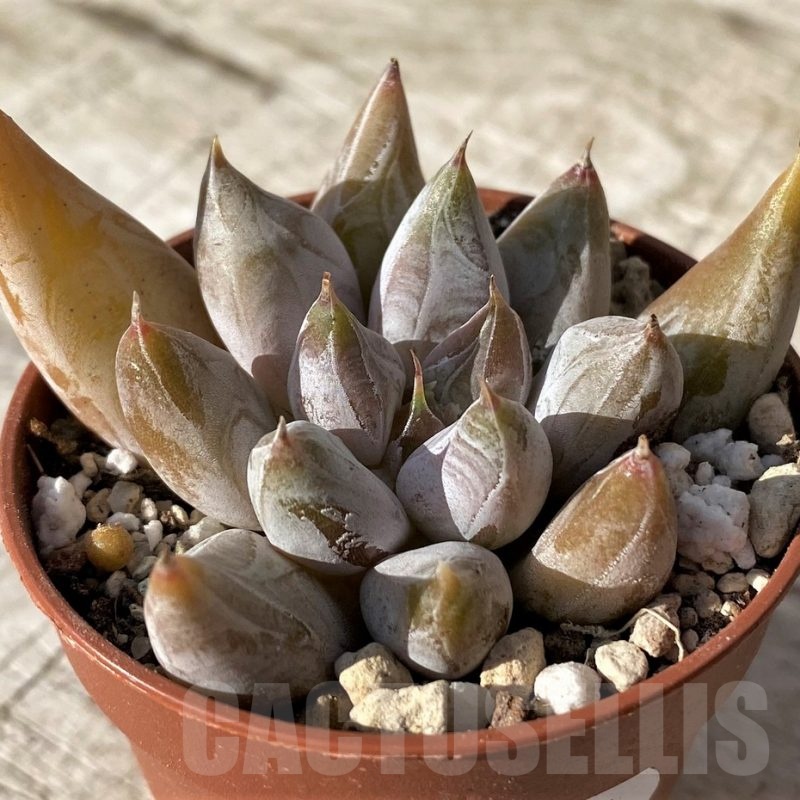 SH24585 Echeveria tolimanensis