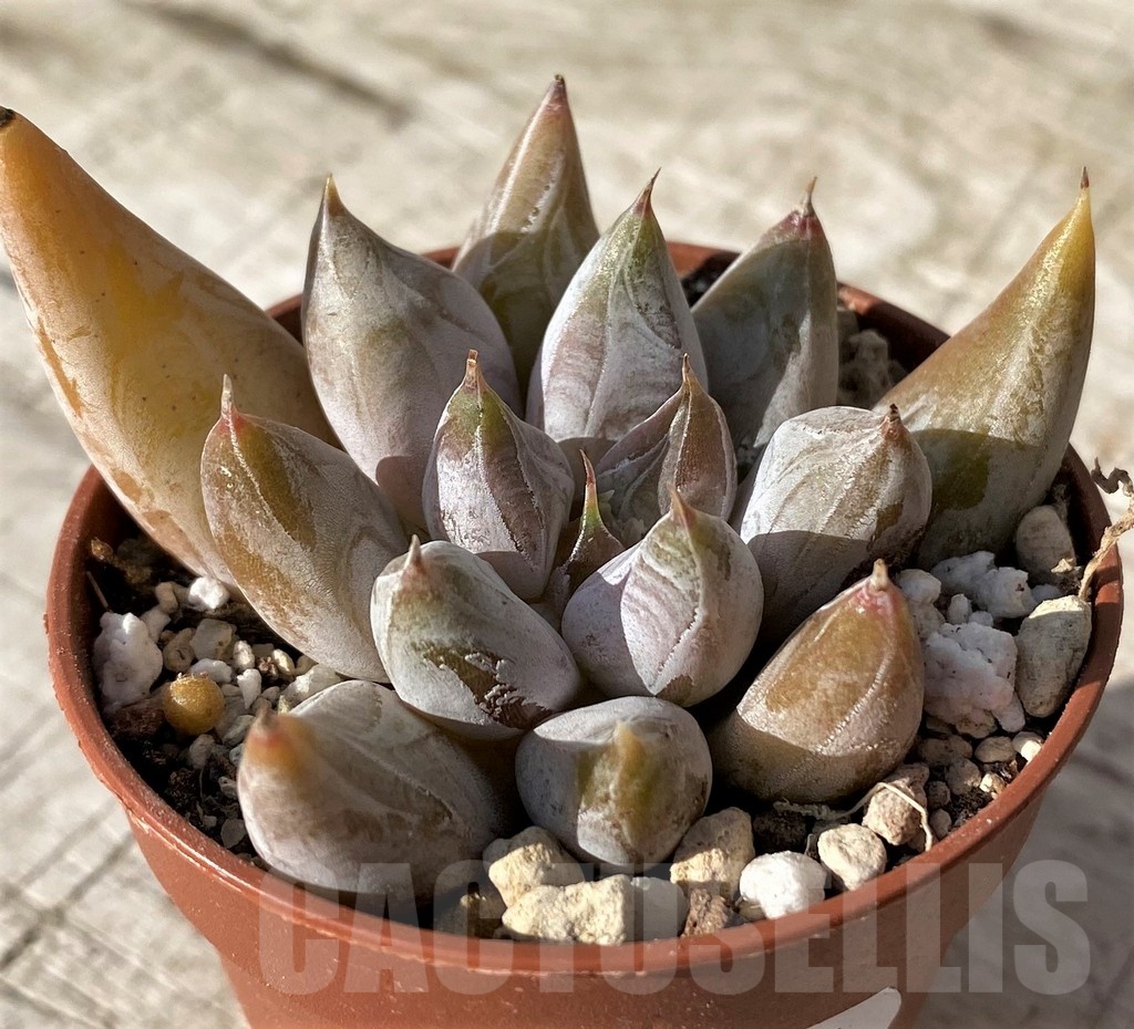 SH24585 Echeveria tolimanensis