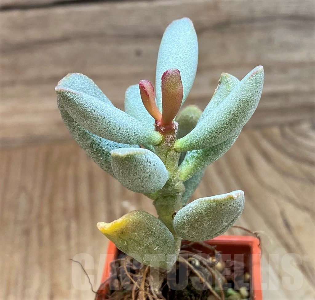 SH24626 Adromischus marianae v. kubusensis