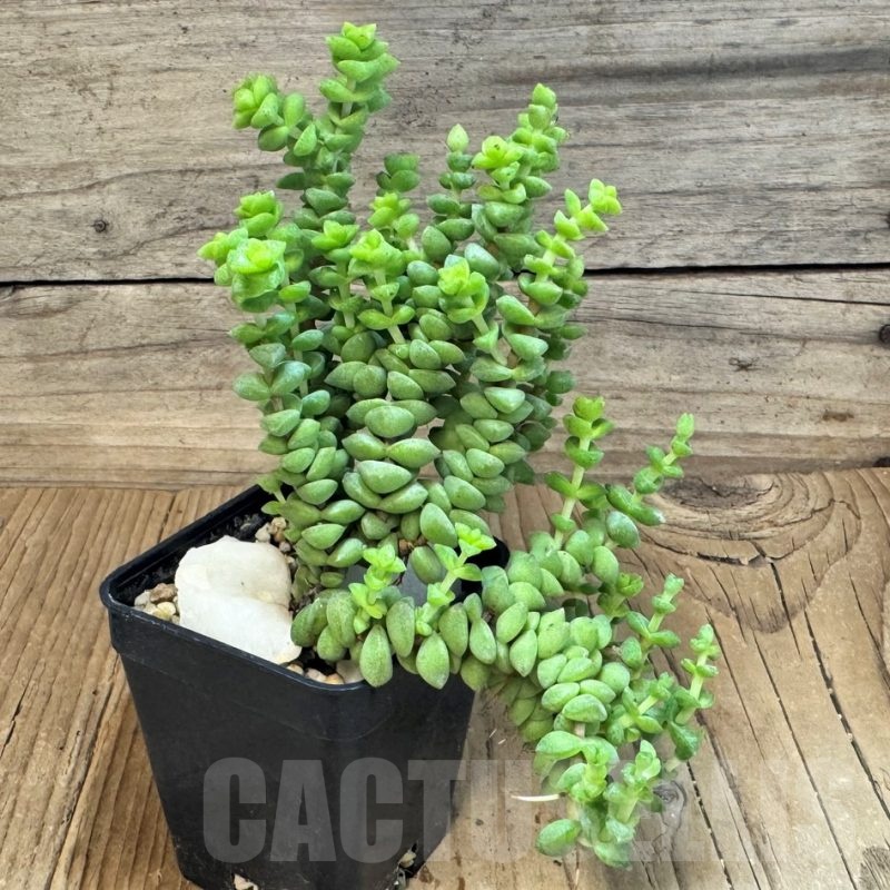 SH24845 Crassula brevifolia
