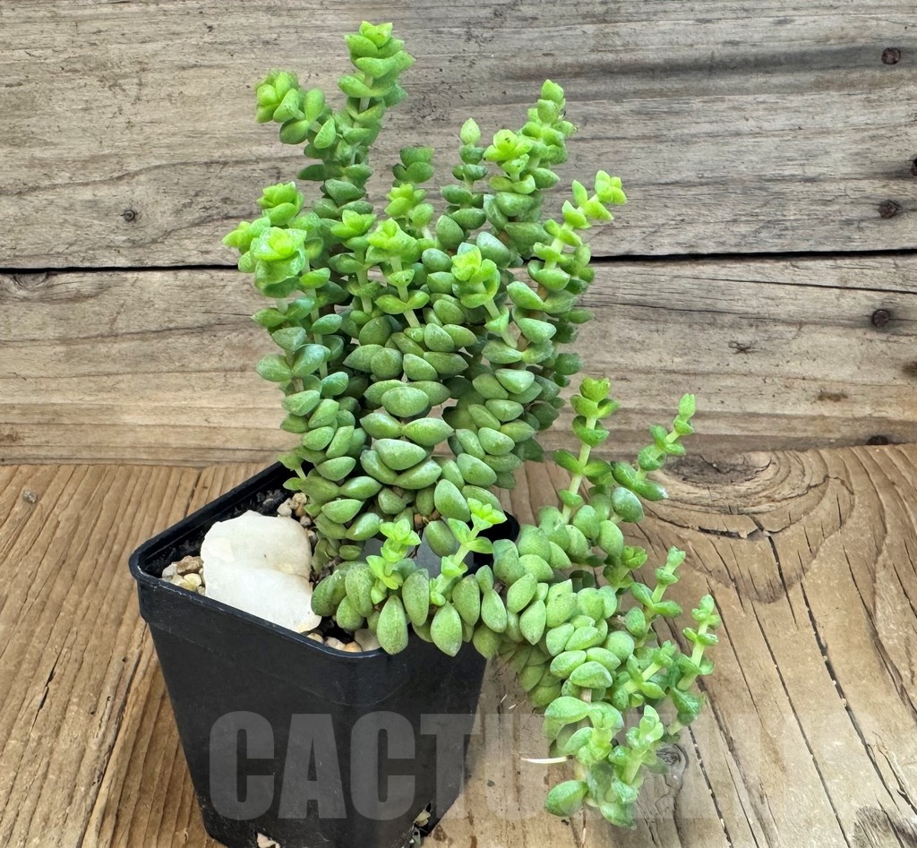 SH24845 Crassula brevifolia