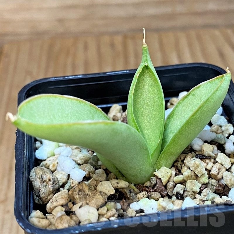 SH24719 Sansevieria 'Ice man'